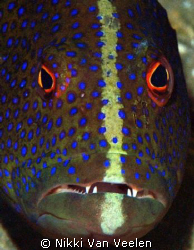 Grouper face taken at Marsa Bareika, Ras Mohamed Park wit... by Nikki Van Veelen 